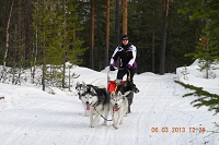 Huskies Erleben